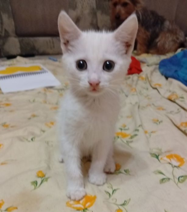 Отдаю красивых котяток
