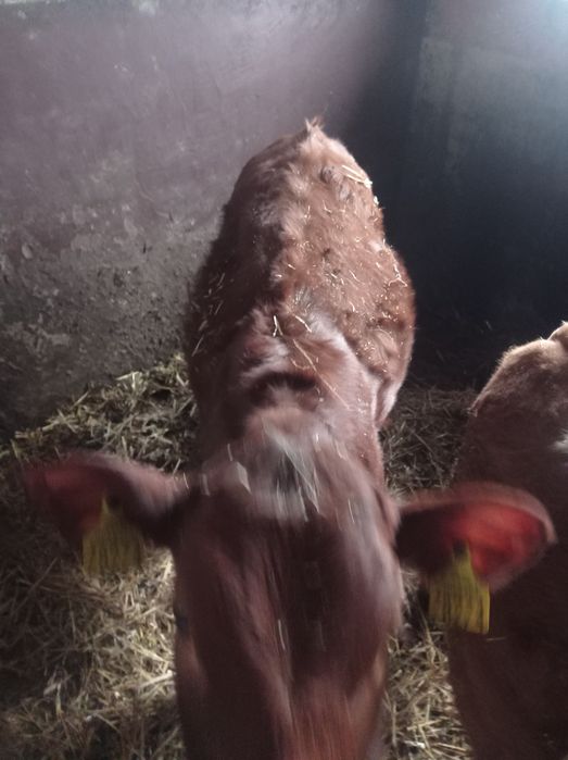 Jałówka ,odsadka od rolnika