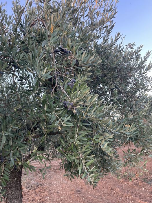 Azeite virgem extra (acidez 0.2)