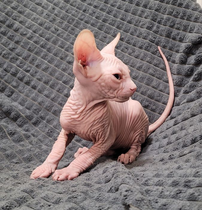Sphynx olhos azuis
