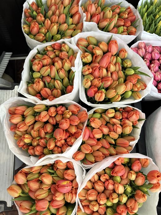 Тюльпан ОПТ та роздріб  Голландія