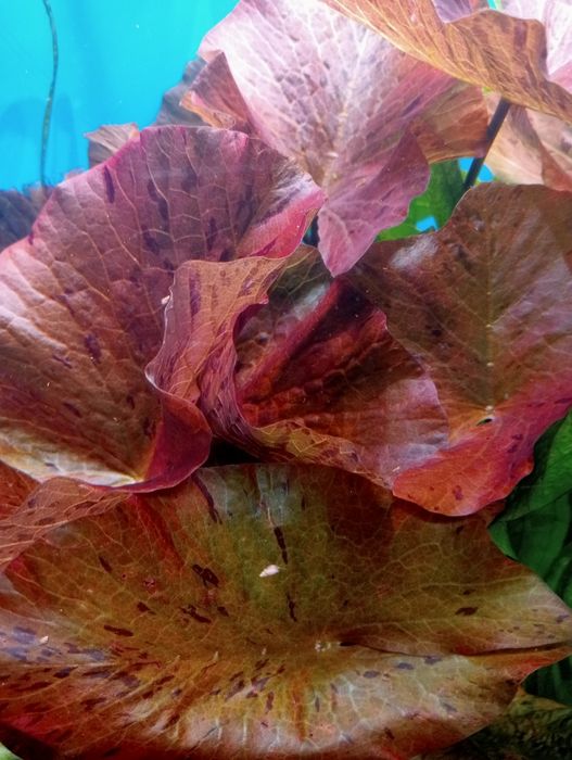 Нимфея тигровая красная. Растение. 460 грн