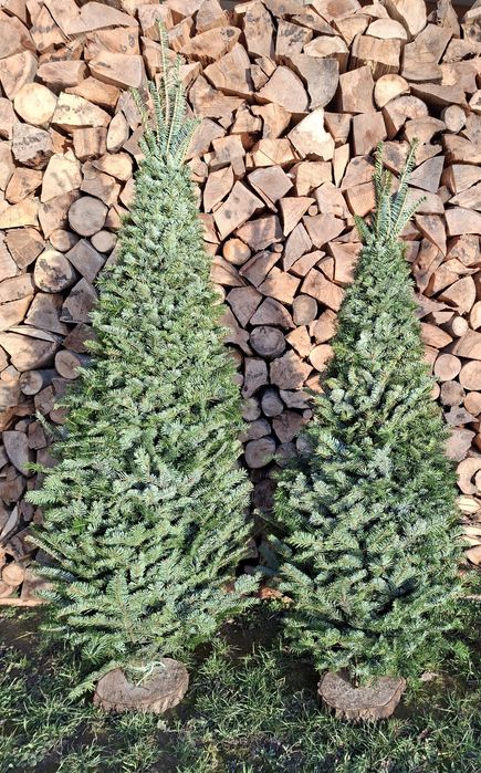 Ялинки плетені!!