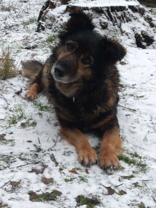 Spokojna starsza suczka do adopcji