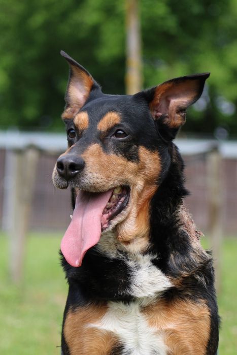 Odi - łagodny psiak, za człowieka odda całe serce! Do adopcji