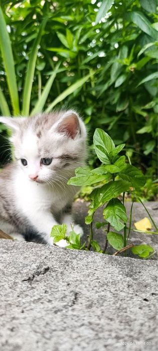 Віддаємо двох котиків в добрі руки