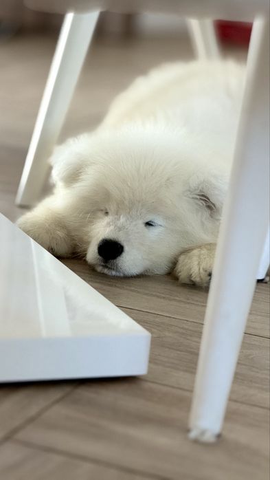 Samoyed, samojed, szczeniak po rodzicach ZKwP, FCI, Kraków
