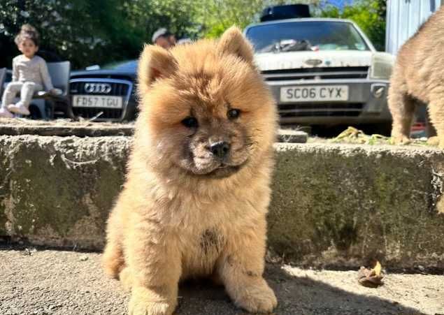 Adorável cachorro de Chow Chow