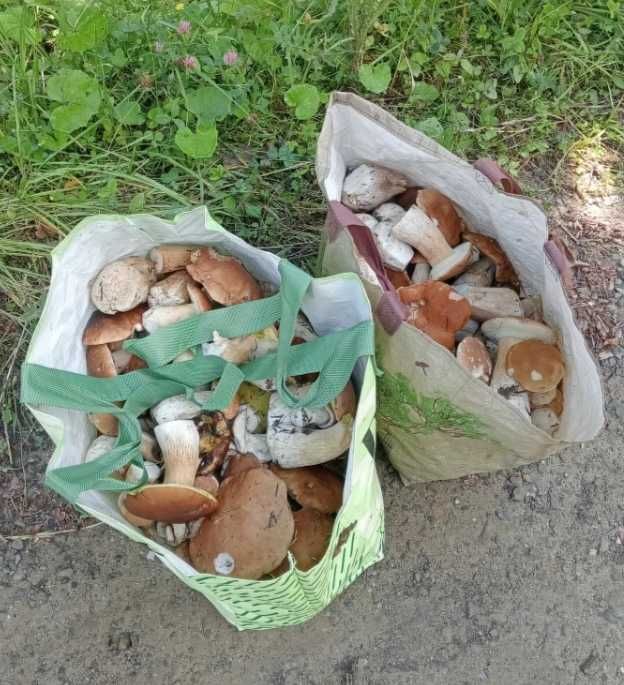 Suszone Grzyby w słoju około 100gram