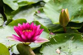 nanufara /lilia Holand