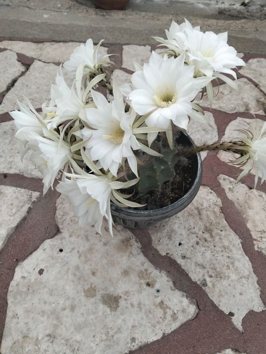 Cactus really natural
