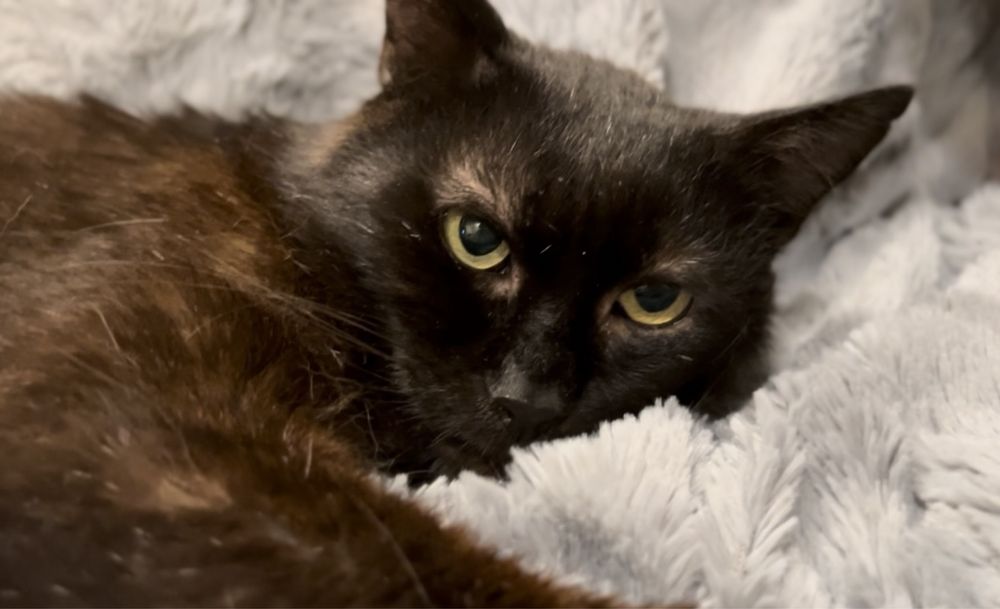 Uroczy kocurek Bamboo szuka domku