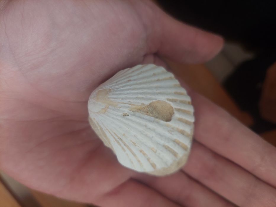 Fóssil bivalve Miocénico