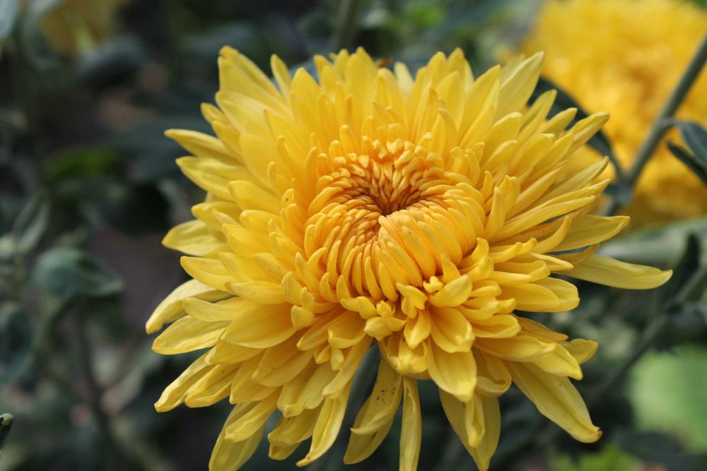 Корейська садова хризантема