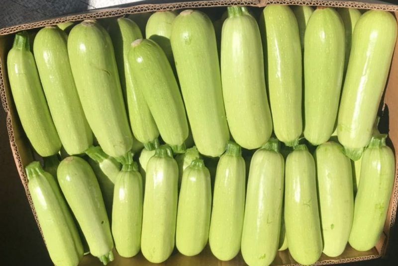 Продам молодий кабачок оптом