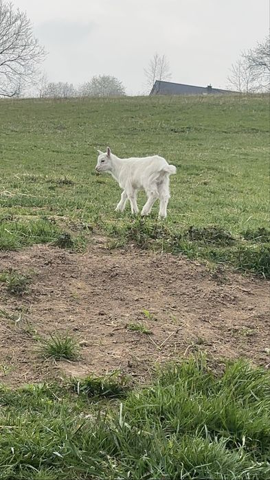 Kozioł Karpacki sprzedam, kozki i mlode koziolki