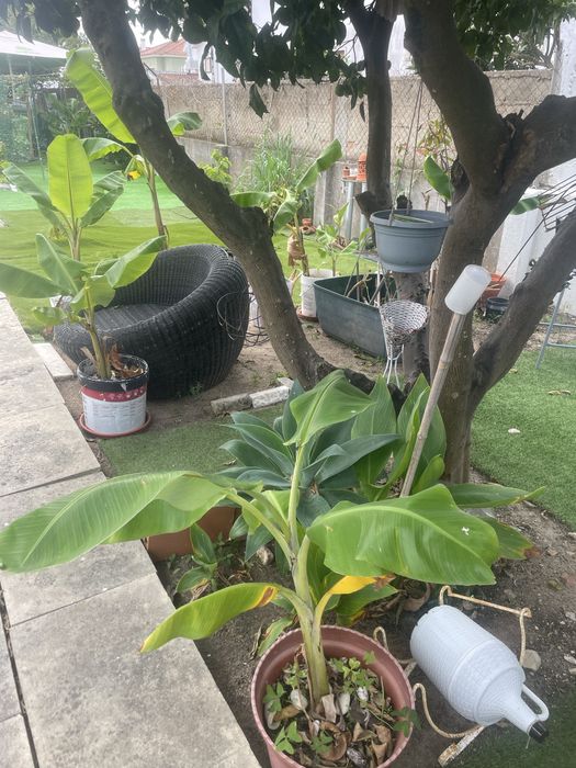 Mudas de bananeiras