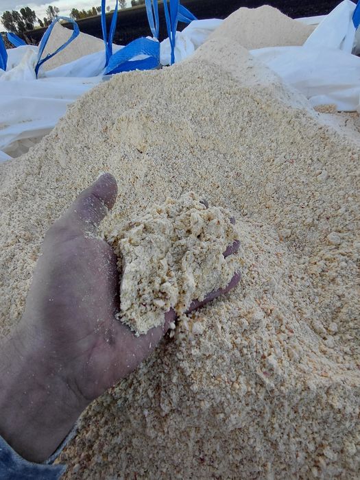 Kukurydza mielona ccm zbiór 2025