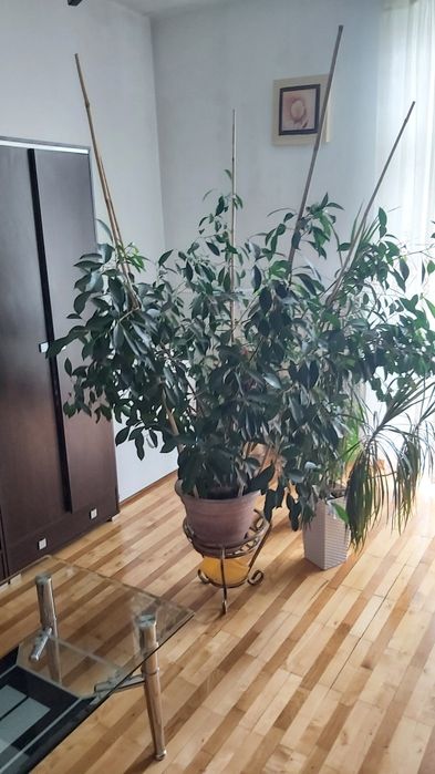 Potężny kwiat bonsai