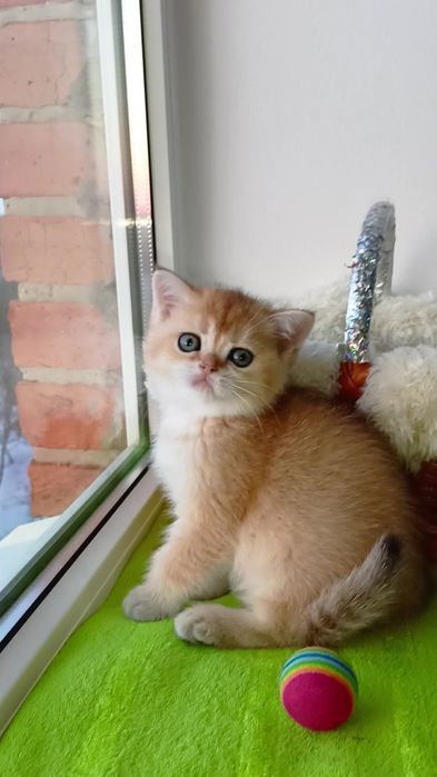 Девочка золотая шиншилла