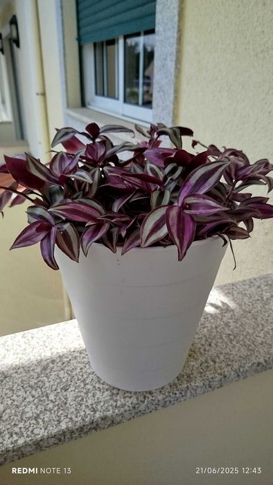 Vaso com trandescantia Zenebris