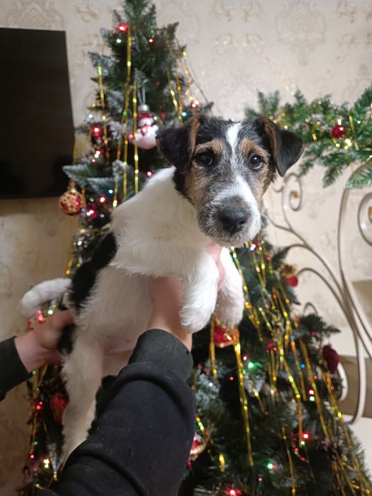 Девочка Фокс Терьер клубная привитая Одесса