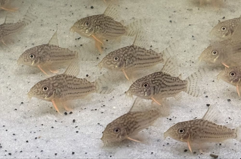 Corydoras Sterbai Juvenis