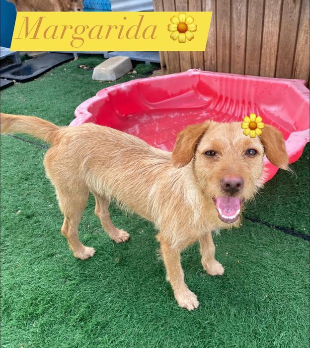 Cadela com 10 meses muito meiga, adoção responsável