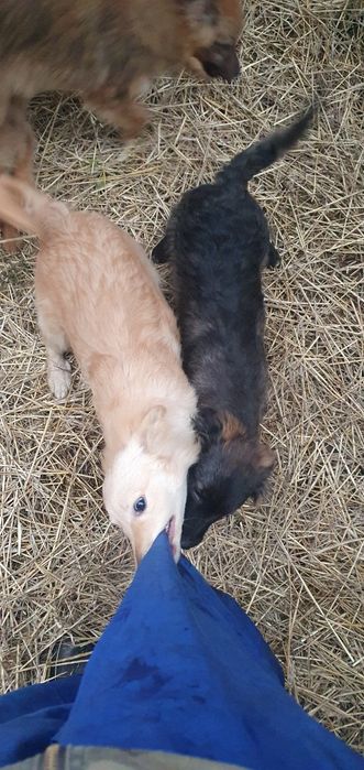 Отдам щенков бесплатно