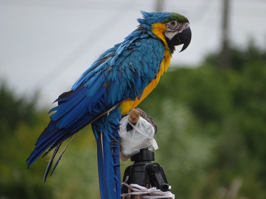 Treino aves para voo livre, voo indoor e amansamento