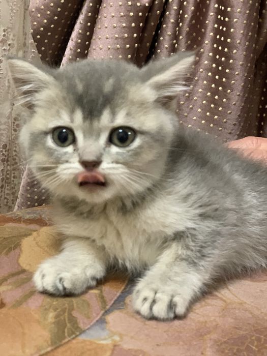 Шотландський котик