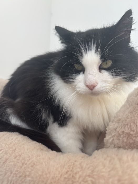 Кішка в добрі руки