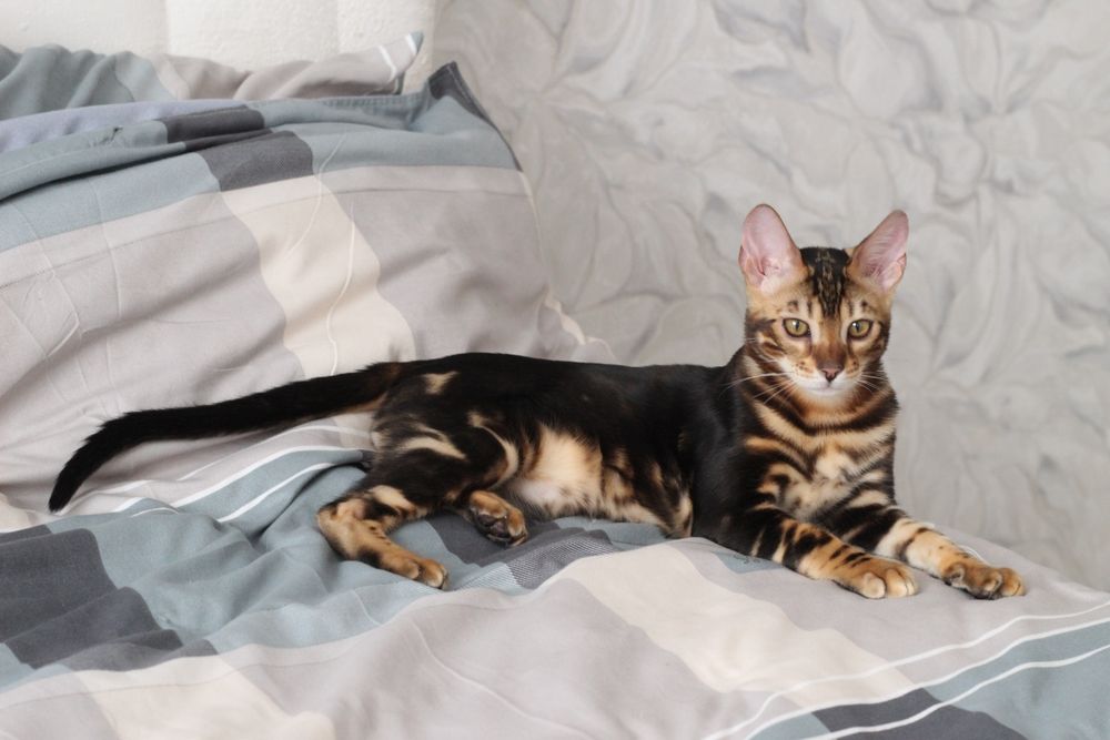Бенгальський котик