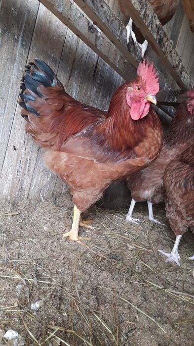 Koguty Rosa 6-cio miesięczne