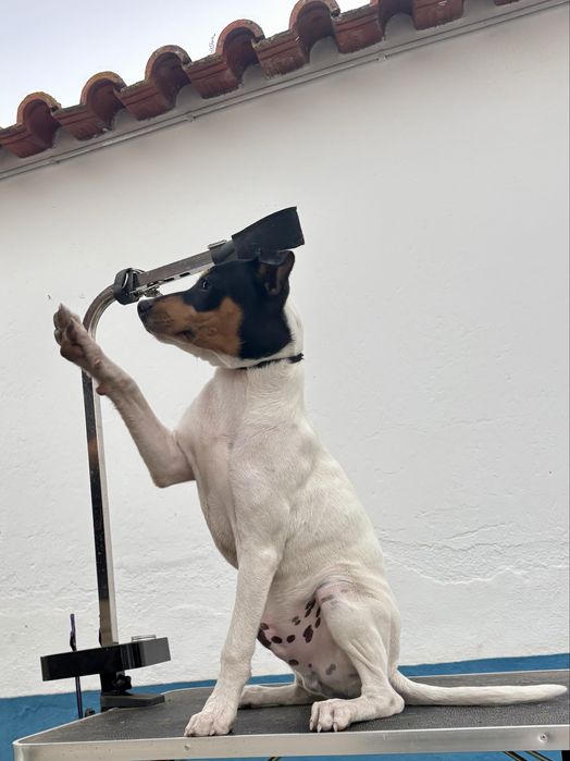 Ratonero Bodeguero Andaluz C/Pedigree e Afixo