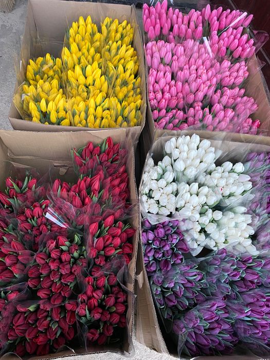 Зріз тюльпанів до 8 березня, 14 лютого