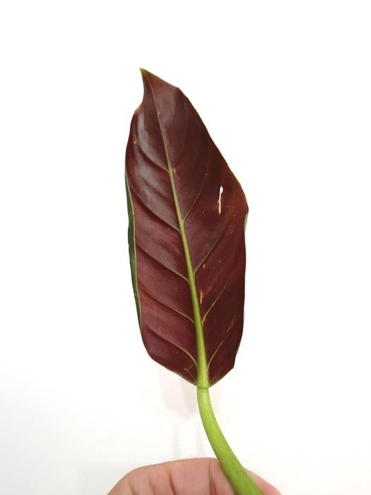 Philodendron Subhastatum Tamarindo