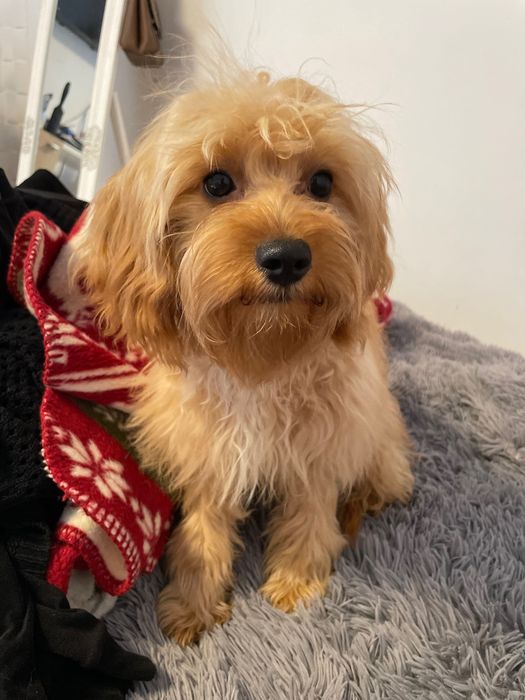 Cavapoo śliczny piesek