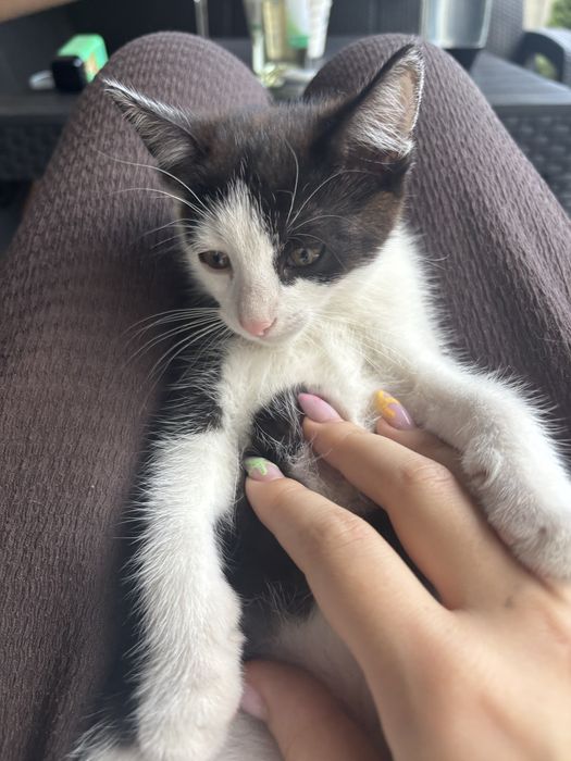 kotki do adopcij