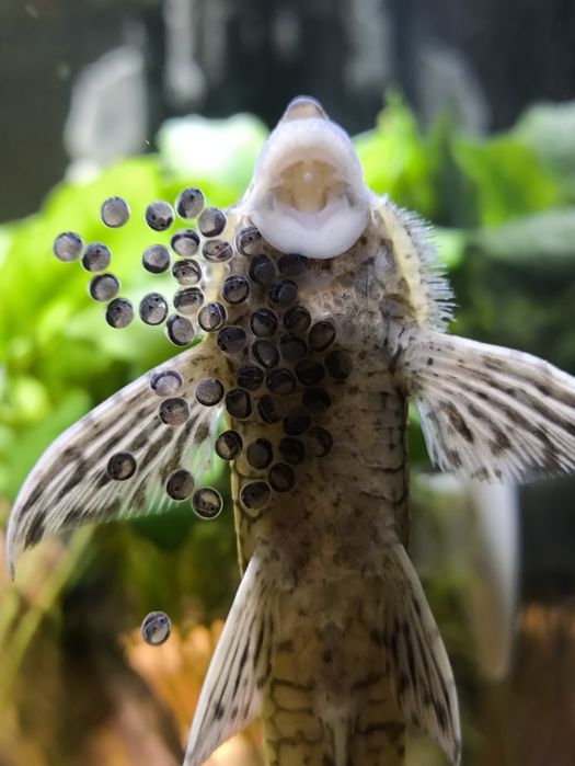 Sturisoma aureum dorosłe samce. WYSYŁKA