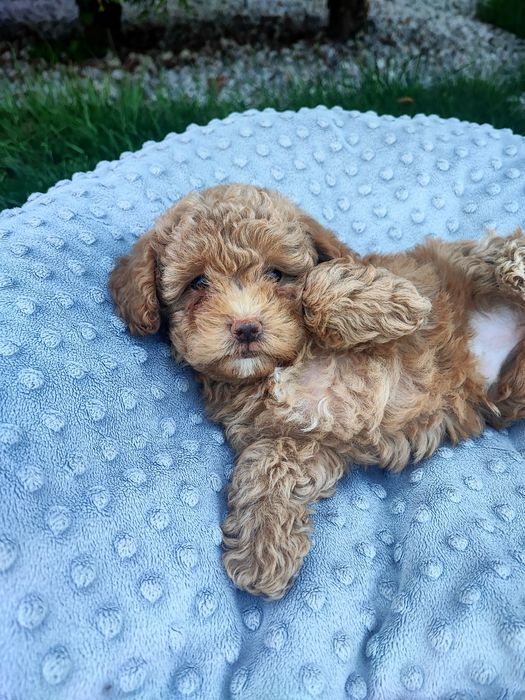 Maltipoo chłopiec xxs