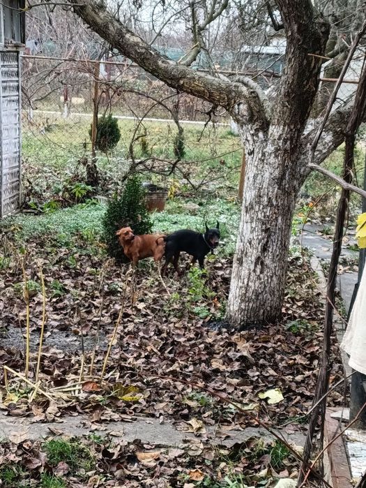 Продам щенков цвергпинчер!