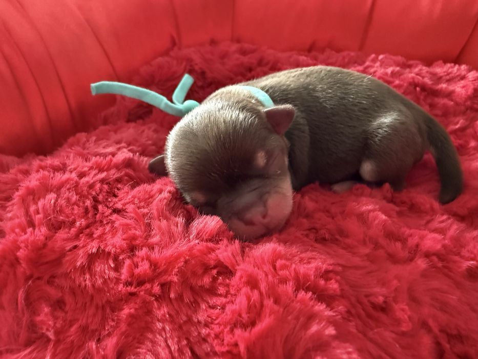 Chihuahua krotkowlosa