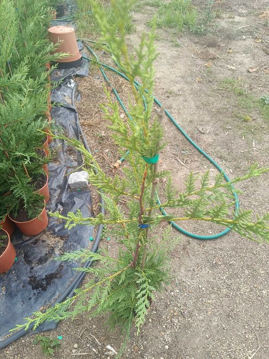 Leyland/ leylandii/ cedro para jardim