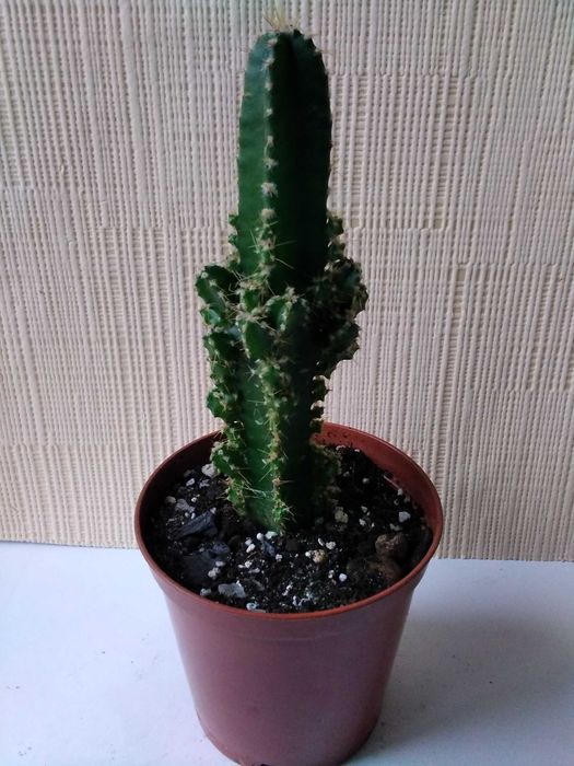 Кактус разные виды