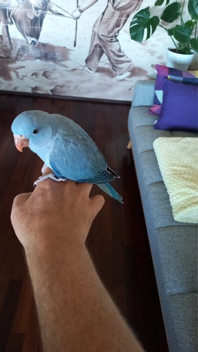 Ringneck Azul Muito Meigo