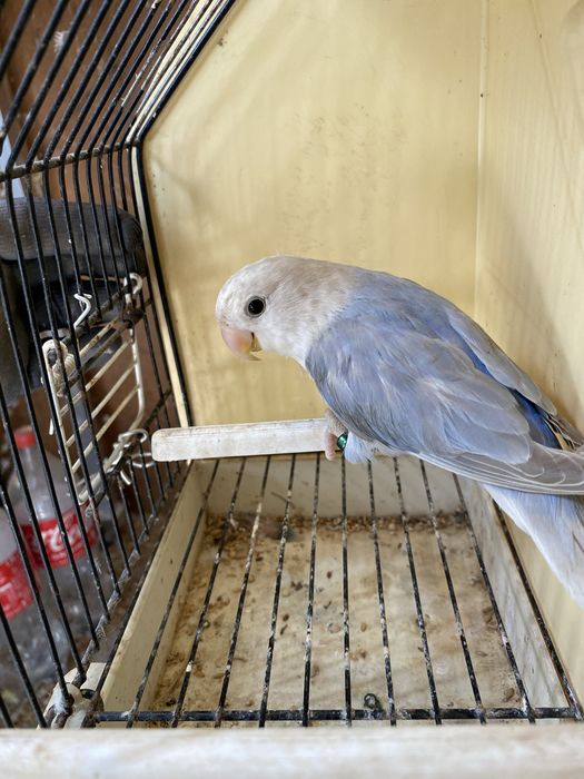 Agapornis rosicoliis  2026.  (Machos)