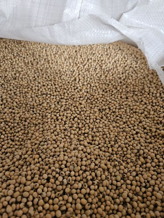 Продам Посівний  Матеріал Сої ГМО  (під раундап) І Інших Культур