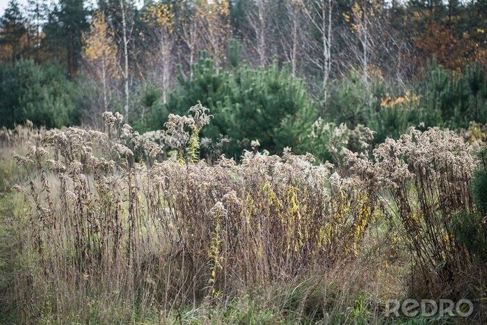 Koszenie traw, zarośli, czyszczenie działek,