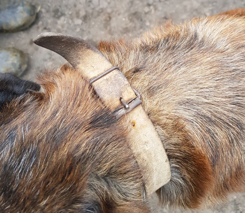 Pies znaleziony , Morawin, Gmina Ceków-Kolonia